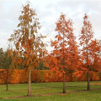 MGL_Sol_baum_6xv_STU45-50_Herbstfaerbung_R_OLT1053_28_10_09_31905.jpg