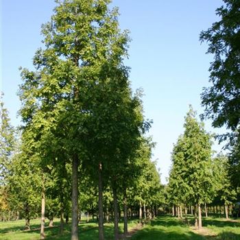 MGL_Sol_baum_6xv_STU45-50_R_BU1133_12_10_05_4973.jpg