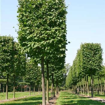 TIN_H_Kastenform_6xv_STU40-45_STH225-250_R_MA489_06_09_05_3941.jpg