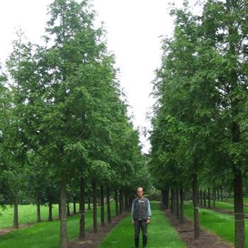 MGL_Sol_baum_+U_Heinemann_R_JDB_22_08_05_3273.jpg