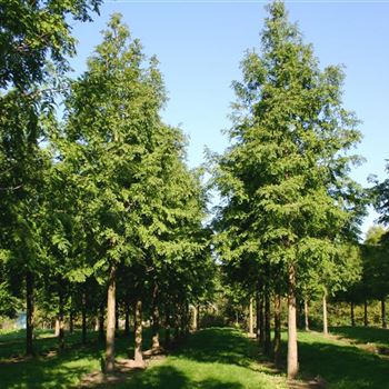 MGL_Sol_baum_6xv_STU50-60_R_BU1133_3_12_10_05_4975.jpg