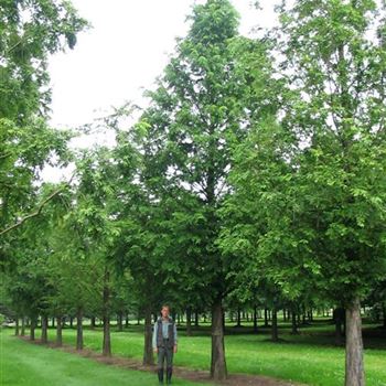 MGL_Sol_baum_STU80-90_Ges_hoehe1300_DLAK_2_24_08_05_3271.jpg