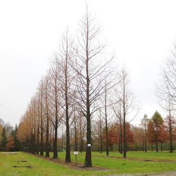 MGL_Sol_baum_6xv_STU-70-80_R_BU1132_3_21_11_08_26481.jpg