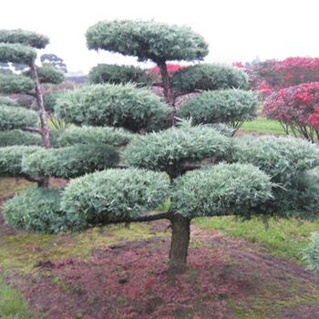 JMHE_Bonsai-Form_6xv_150-200x225-250_O-726_16_10_15_kd_40993.JPG