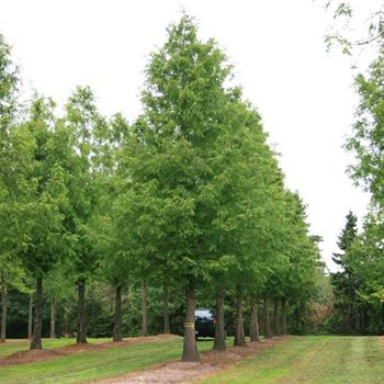 MGL_Sol_baum_7xv_STU80-90_Ges_hoe900-1200_R_BU1132_22_09_08_25313.jpg