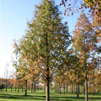 MGL_Sol_baum_STU80-90_STH200_R_BO347_06_11_04_2574.jpg
