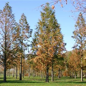 MGL_Sol_baum_STU80-90_STH200_R_BO347_2_06_11_04_2527.jpg