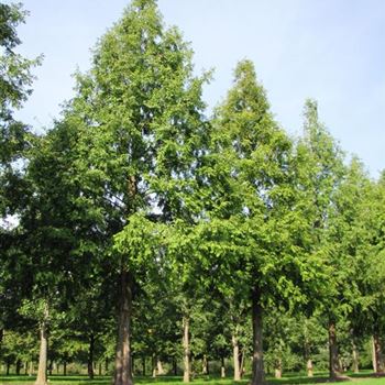MGL_Sol_baum_7xv_STU100-120_R-1132_23_09_10_jh_35536.jpg