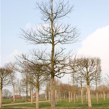 TIN_H_Tanzlinde_6xv_STU50-60_R_GE-MA481_29_03_07_16821.jpg