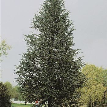 Cedrus_atlantica_Glauca_Pyramidalis_5325.tif