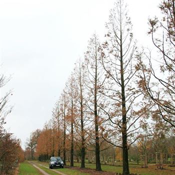 MGL_Sol_baum_7xv_STU100-120_OH_FI1048_07_11_07_21045.jpg