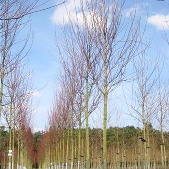 ASEL_Sol_baum_4xv_150-200x25-30+x400-500_R_KA_30_03_10_34404.jpg