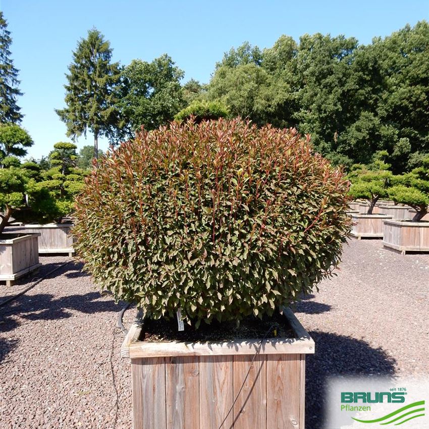 Enkianthus perulatus, White enkianthus von Bruns Pflanzen