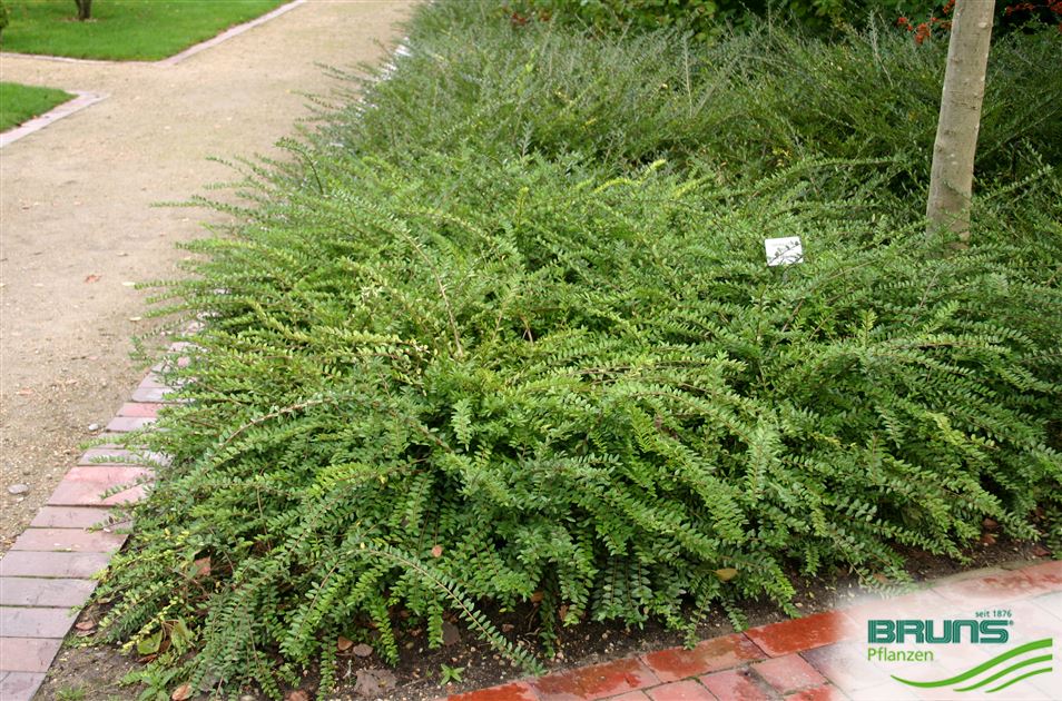 Lonicera pileata,  von Bruns Pflanzen