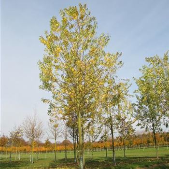 ASEL_Sol_baum_5xv_200-300x30-35x500-700a_R-243_03_11_11_jh_37122.jpg