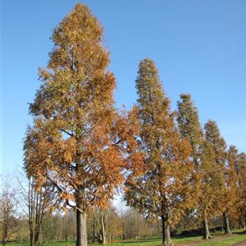 MGL_Sol_baum_7xv_120-140_R-1048_21_11_13_jh_39331.jpg