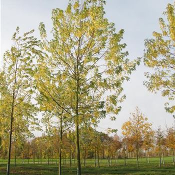 ASEL_Sol_baum_5xv_200-300x30-35x500-700_R-243_03_11_11_jh_37121.jpg