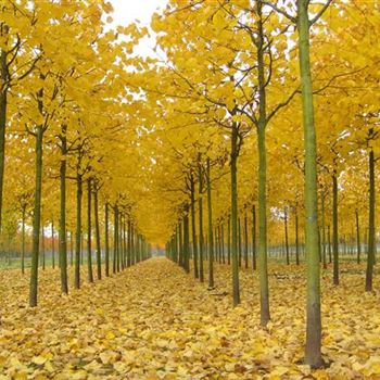 TIN_Sol_baum_4xv_150-200x25-30x400-500_Staemme_R_BRE89_31_10_09_31985.jpg