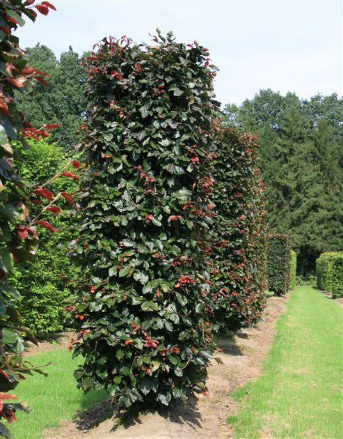 Fagus sylvatica 'Purpurea Latifolia' von Bruns Pflanzen