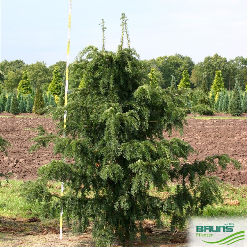 Taxus baccata 'Dovastoniana', Adlerschwingen-Eibe von Bruns Pflanzen