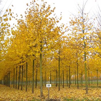 TIN_Sol_baum_4xv_150-200x25-30x400-500_R_BRE89_2_31_10_09_31983.jpg