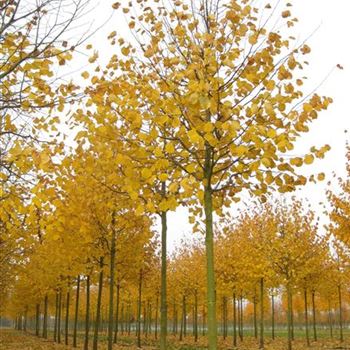 TIN_Sol_baum_5xv_200-300x30-35x400-500_R_BRE89_31_10_09_31987.jpg