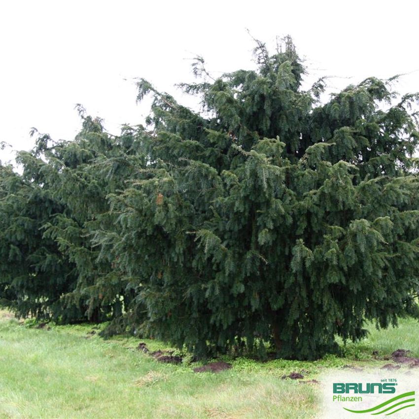 flüssigdünger für eiben Hedge Care main image 0