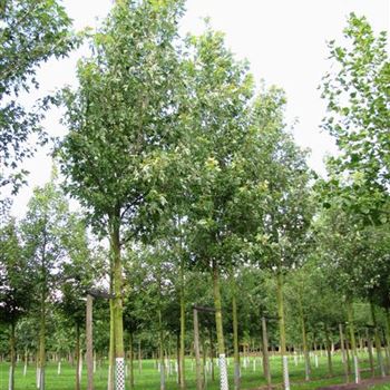 ASEL_Sol_baum_5xv_200-300x30-35x500-700a_R-538_16_09_10_jh_35459.jpg