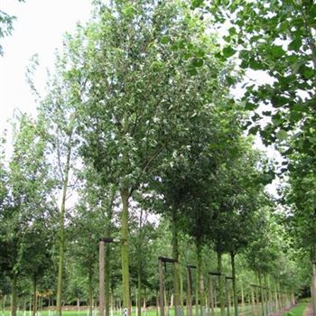 ASEL_Sol_baum_5xv_200-300x30-35x500-700_R-538_16_09_10_jh_35458.jpg