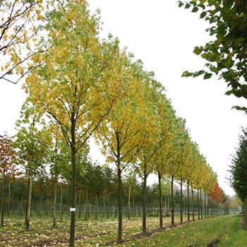 ASEL_Sol_baum_5xv_200-300x30-35x500-700_R_LUE397_08_11_06_14301.jpg