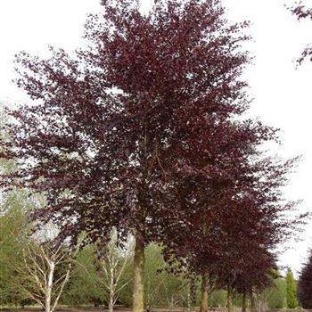 FSPLA_Sol_baum_7xv_300-400x60-70x700-900_O-1186_29_05_15_kd_41391.jpg