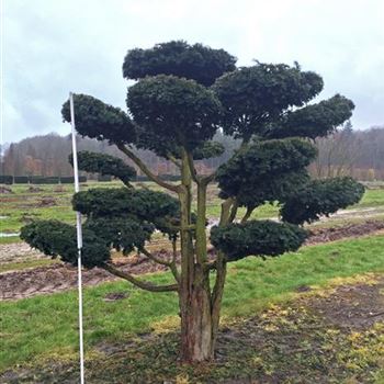 TBDO_Bonsai-Form_8xv_200-250x200-225_O-318_10_02_16_wr_42016.jpg