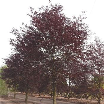 FSPLA_Sol_baum_7xv_300-400x60-70x700-900a_O-1186_29_05_15_kd_41392.jpg