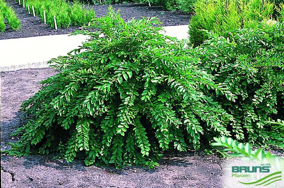 philodendron purple princess Pink Princess Philodendron Plant - 6 Inch Pot main image 1