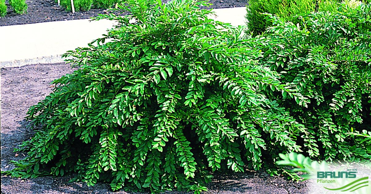 ivy plants outdoor 41
