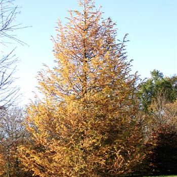 LDE_Sol_stb_5xv_200-300x45-50x600_G_HAF110_17_11_05_6185.jpg
