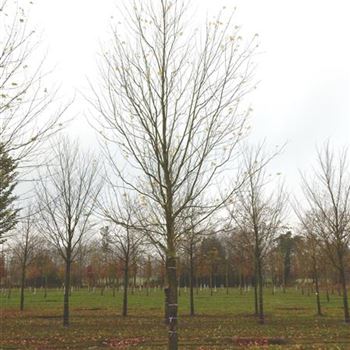 ASEL_Sol_baum_5xv_300-400x50-60x700-900_R-33_25_11_15_kd_41209.jpg