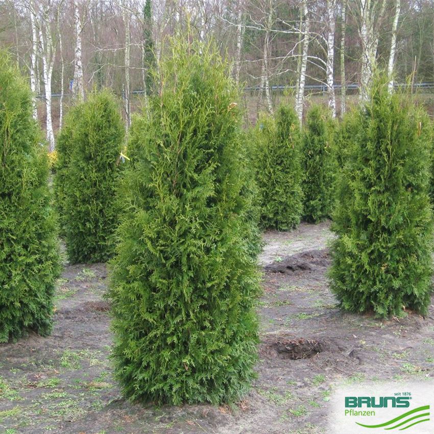 blattspray für zimmerpflanzen Hortifit Green Voltage – Blattspray gegen Schädlinge – WonderGrow Hamburg main image 1