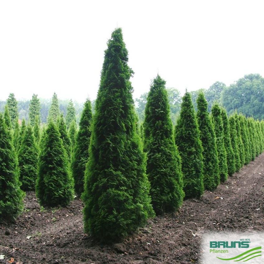 thuja plicata holz Thuja plicata 'Martin' (Lebensbaum) | 175-200 cm mit Wurzelballen