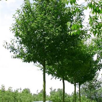 PPA_Sol_baum_5xv_200-300x30-35x500-700_R_GE-HM1086_21_06_04_378.jpg