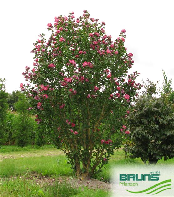 Hibiscus syriacus 'Duc de Brabant' von Bruns Pflanzen