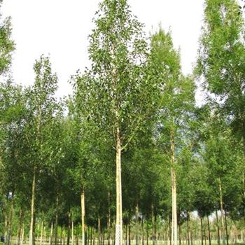 FEDI_Sol_baum_4xv_150-200x25-30x400-500_G-366_04_09_09_jh_30678.jpg