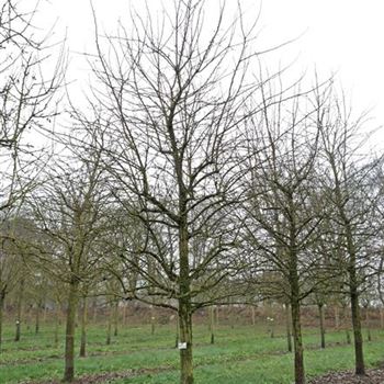 BIRGGR_Sol_baum_5xv_200-300x50-60_O-187_04_12_14_kd_39962.jpg