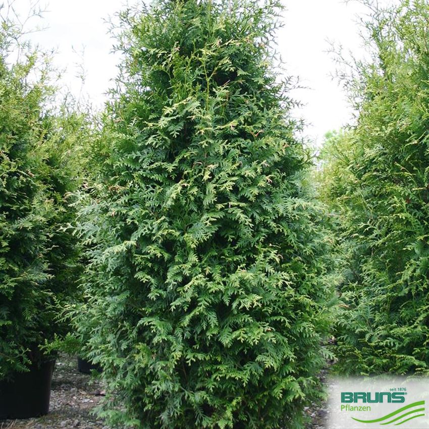 Thuja occidentalis 'Brabant' von Bruns Pflanzen