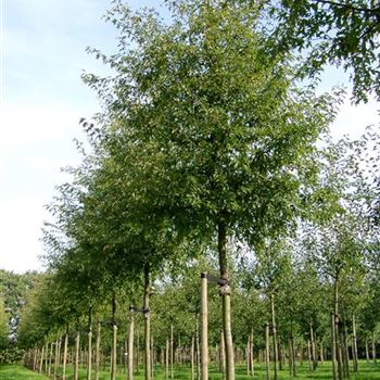 MTBBE_Sol_baum_5xv_STU25-30_Kr_br200_R_STA1070_09_10_06_13829.jpg