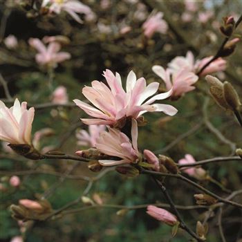 Magnolia George H K K z.tif