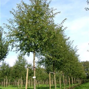 MTBBE_Sol_baum_5xv_STU25-30_Kr_br200_2_R_STA1070_09_10_06_13828.jpg