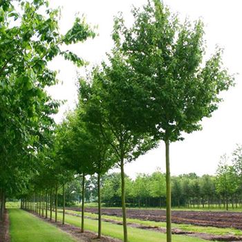 PPA_Sol_baum_5xv_200-300x30-35x500-700_R_GE-HM1086_2_21_06_04_377.jpg