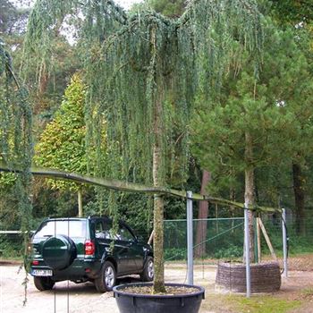 CAGPE_Sol_baum_7xv_STU35-40_STH275-300_Co_COII_12_10_06_13869.jpg