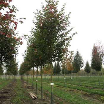 ATPSU_Sol_baum_4xv_150-200x20-25x400-500_R-183_29_10_14_kd_39952.jpg